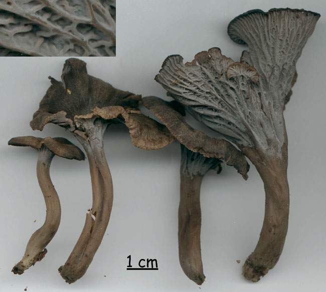 Cantharellus cinereus